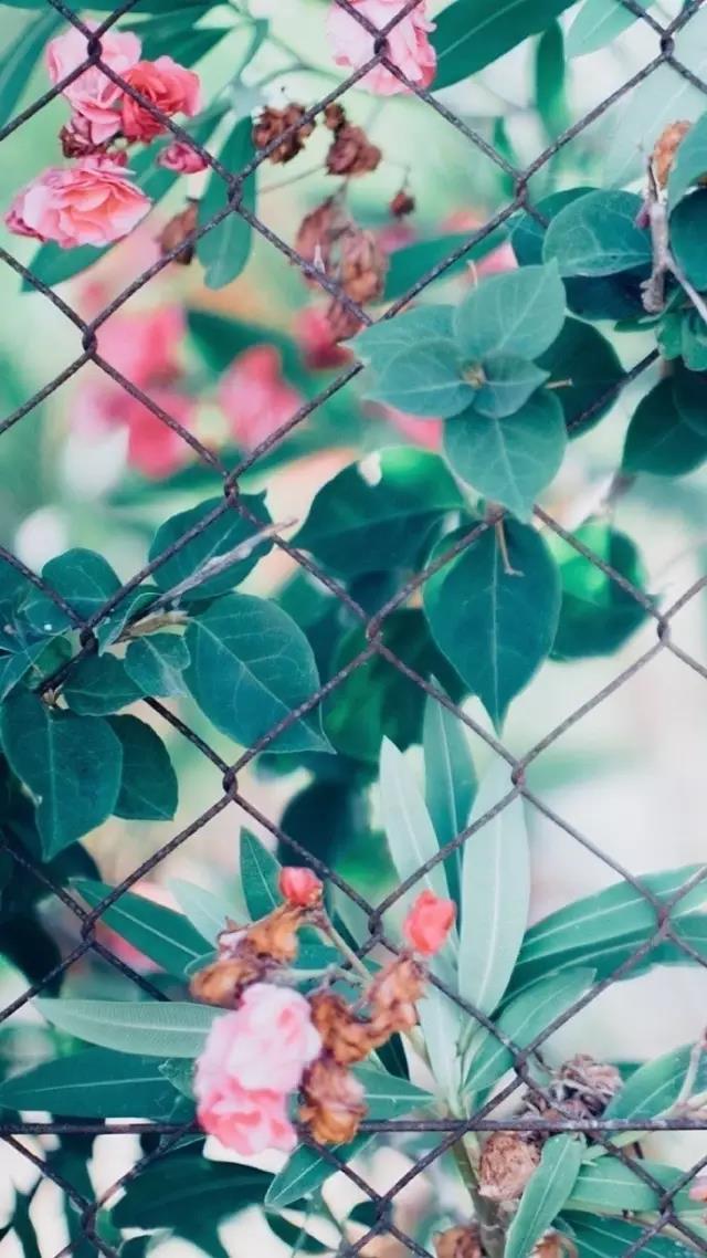  (do)Ȥζ֪R(sh)Ї(gu)iZ(y)50l